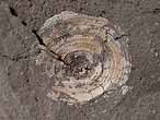 Discinisca lamellosa fossiles jurassique Boulonnais