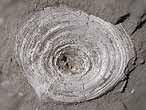 Discinisca lamellosa fossiles jurassique Boulonnais