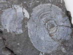 Discinisca lamellosa fossiles jurassique Boulonnais