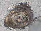 Discinisca brachiopode fossile jurassique Boulonnais