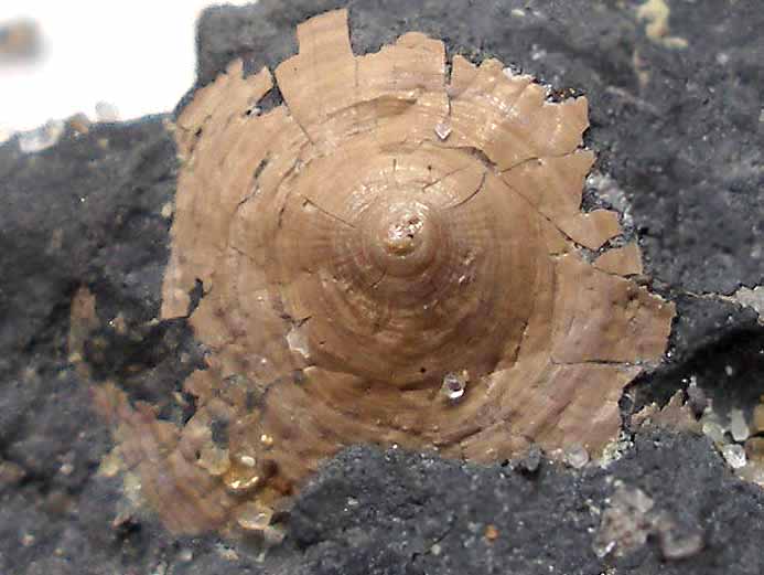 Discinisca fossile jurassique du Boulonnais