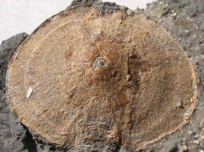 Moulage naturel externe d'un centrum de vertbre de poisson