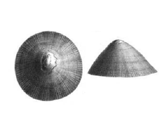 Patella sp></TD>
<TD VALIGN=