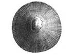 Patella sp
