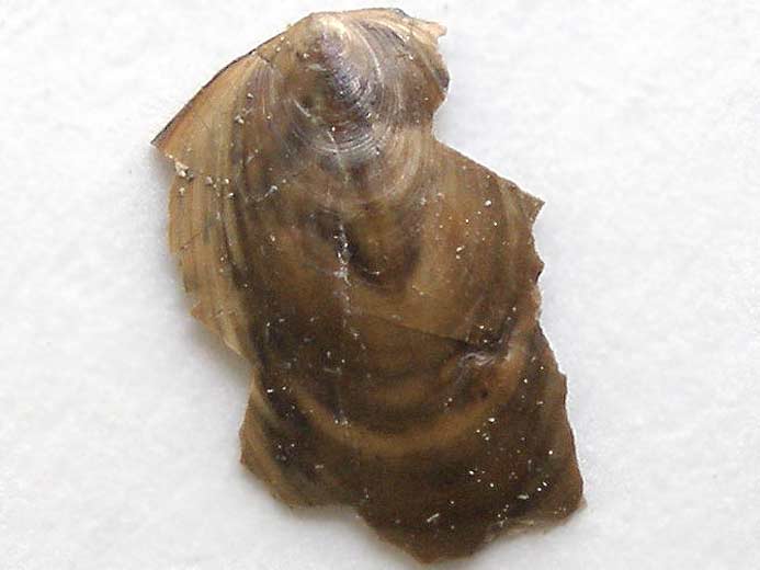 Lingula : Brachiopodes fossiles du jurassique Boulonnais