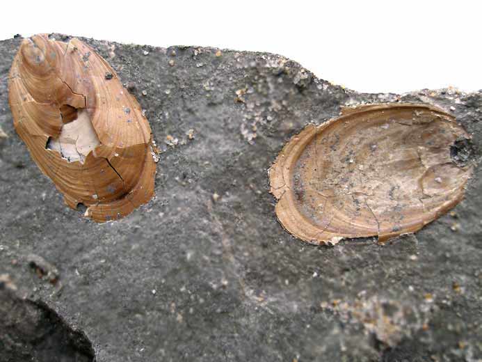 Lingula ovalis fossile jurassique Boulonnais