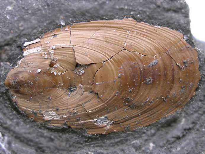 Lingula ovalis fossile jurassique Boulonnais
