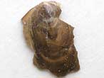Brachiopode fossile: Lingula du jurassique Boulonnais