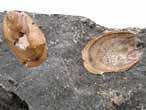 Brachiopode fossile: Lingula du jurassique Boulonnais
