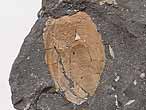 Brachiopode fossile: Lingula du jurassique Boulonnais