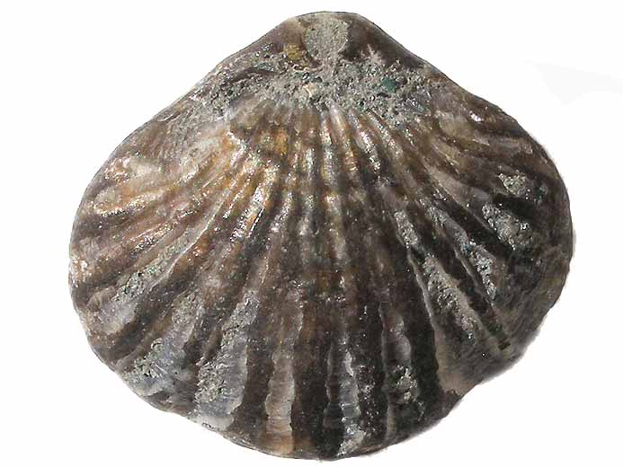 Rhynchonella subvariabilis fossile du jurassique Boulonnais
