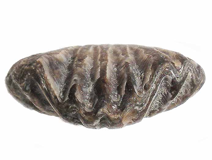 Rhynchonella subvariabilis fossile du jurassique Boulonnais