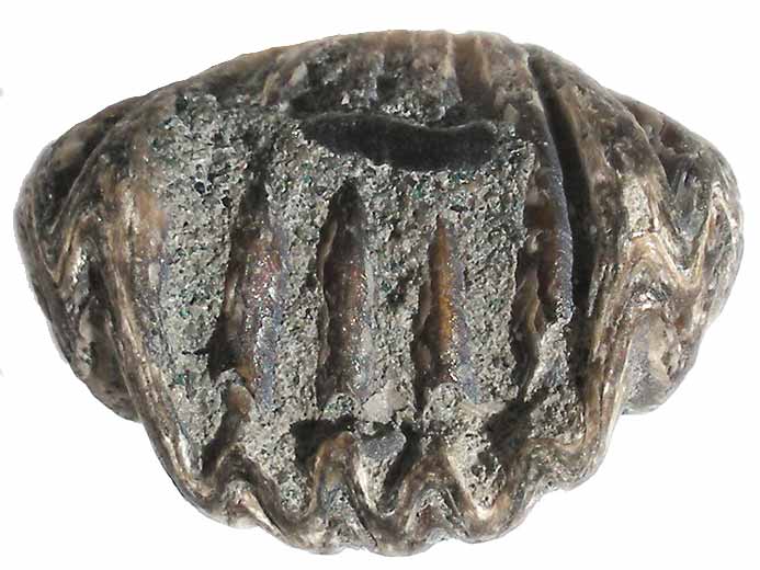 Rhynchonella sp fossile du jurassique Boulonnais