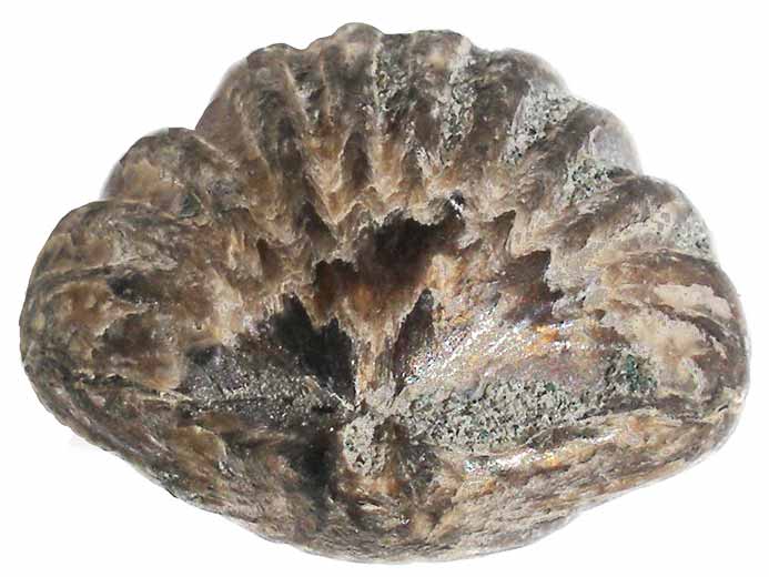 Rhynchonella sp fossile du jurassique Boulonnais