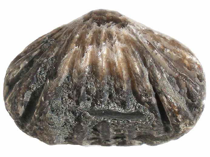 Rhynchonella sp fossile du jurassique Boulonnais