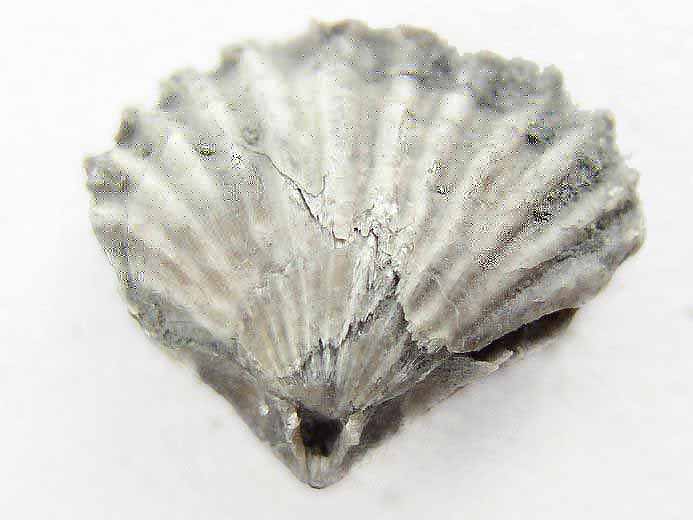 rhynchonelle fossile jurassique Boulonnais