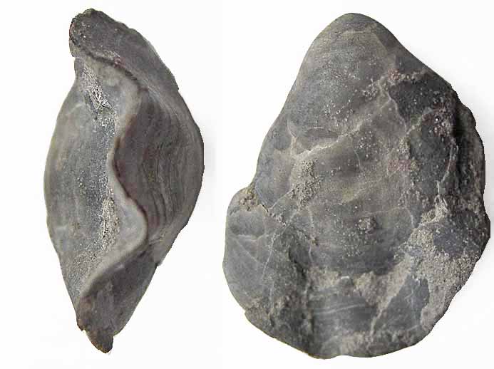 Trbratule Xestosina subsella - fossile jurassique Boulonnais