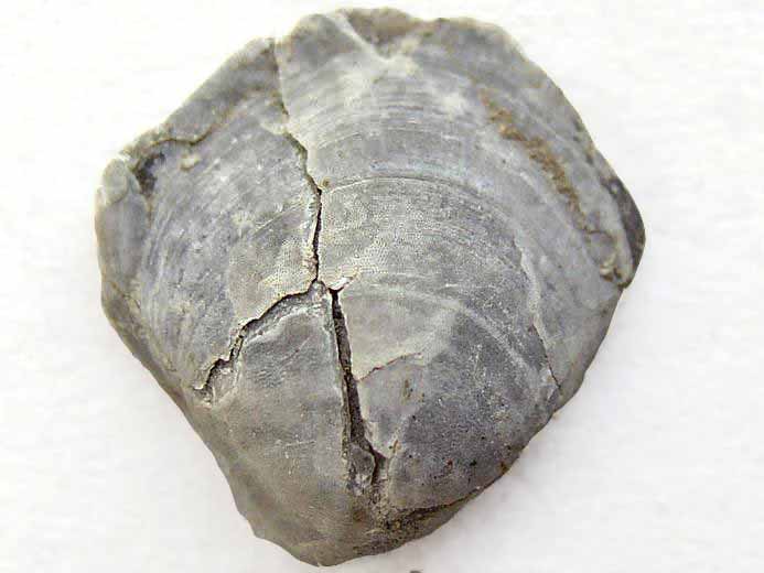 Trbratule Zeilleria humeralis - fossile jurassique Boulonnais