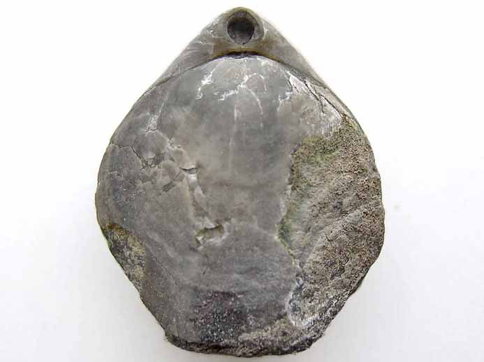 Trbratule Zeilleria humeralis - fossile jurassique Boulonnais