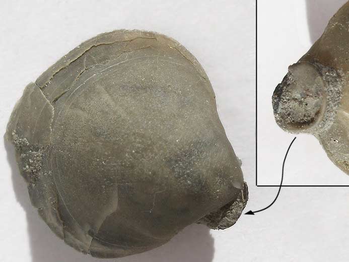 Trbratule Zeilleria humeralis - fossile jurassique Boulonnais
