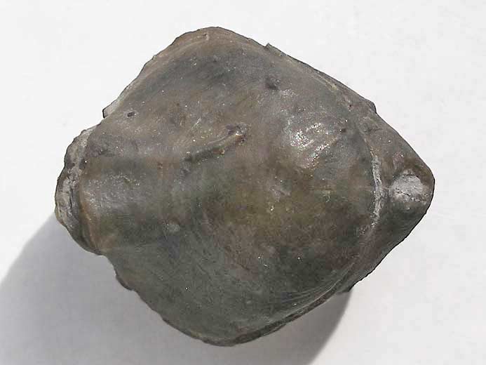 Trbratule indtermine - fossile jurassique Boulonnais