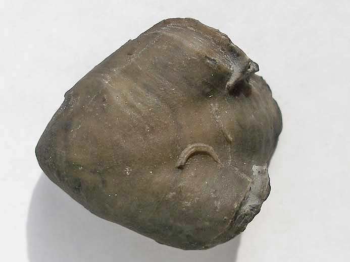 Trbratule indtermine - fossile jurassique Boulonnais