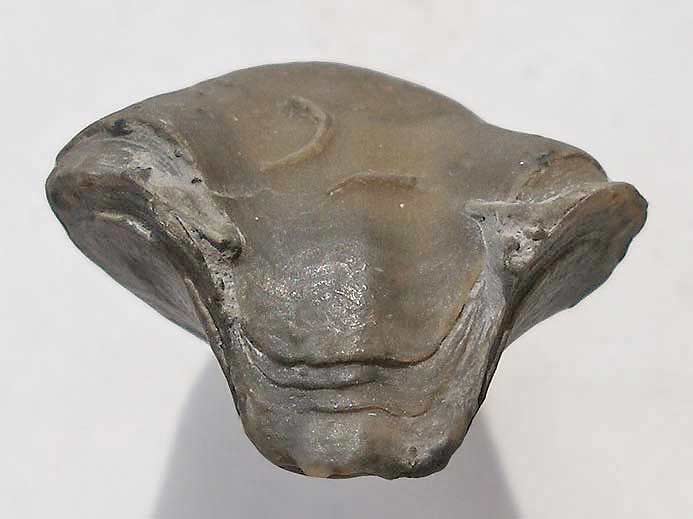 Trbratule indtermine - fossile jurassique Boulonnais
