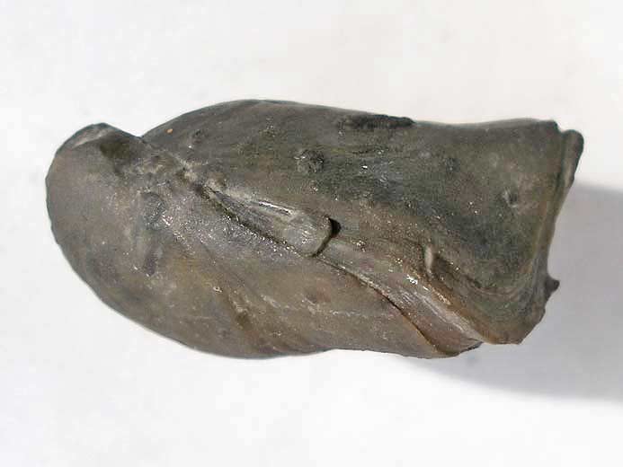 Trbratule indtermine - fossile jurassique Boulonnais