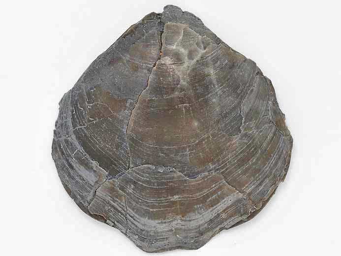 Trbratule indtermine - fossile jurassique Boulonnais