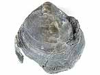 Brachiopode fossile : Trbratule 'Waldheimia' bononiensis du jurassique Boulonnais