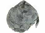 Brachiopode fossile : Trbratule 'Waldheimia' bononiensis du jurassique Boulonnais