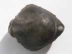 Brachiopode fossile : Trbratule du jurassique Boulonnais