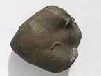Brachiopode fossile : Trbratule du jurassique Boulonnais
