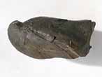 Brachiopode fossile : Trbratule du jurassique Boulonnais