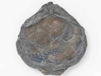 Brachiopode fossile : Trbratule du jurassique Boulonnais