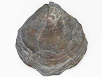 Brachiopode fossile : Trbratule du jurassique Boulonnais