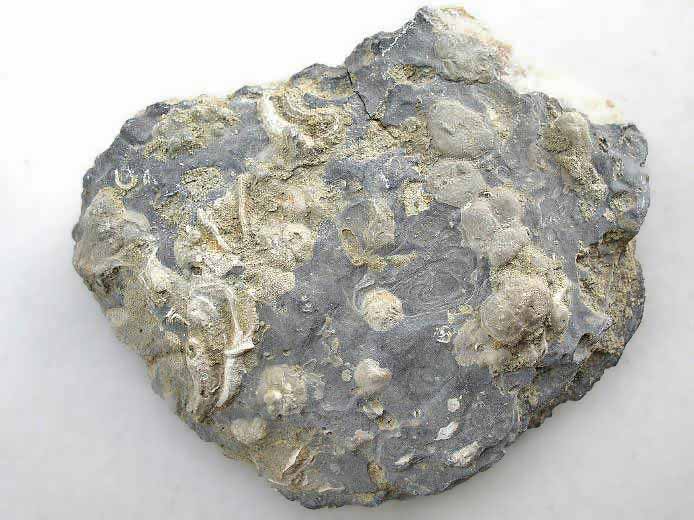 Bryozoaires fossiles jurassique Boulonnais