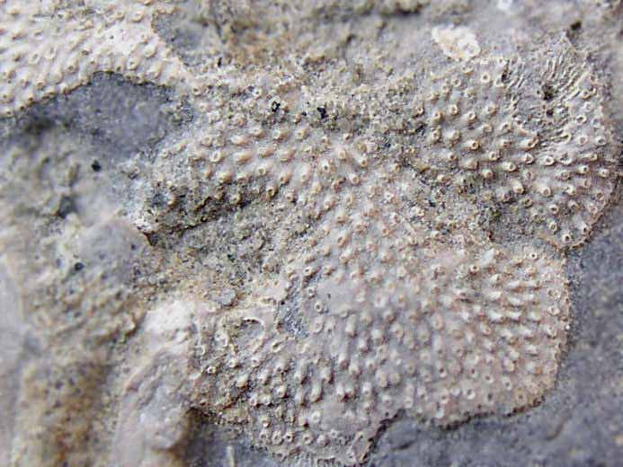 image Bryozoaires fossiles jurassique Boulonnais