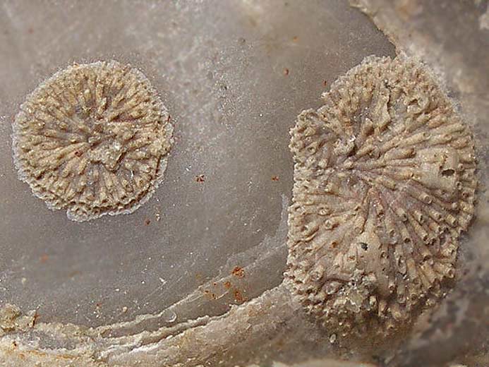 Bryozoaires fossiles jurassique Boulonnais