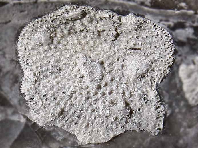 Bryozoaires fossiles jurassique Boulonnais