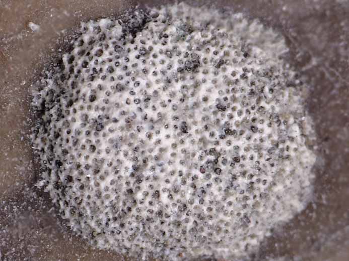 Bryozoaires Heteropora fossile jurassique Boulonnais