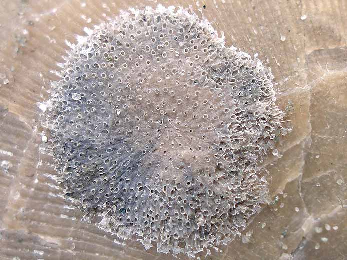 Bryozoaire fossile jurassique Boulonnais