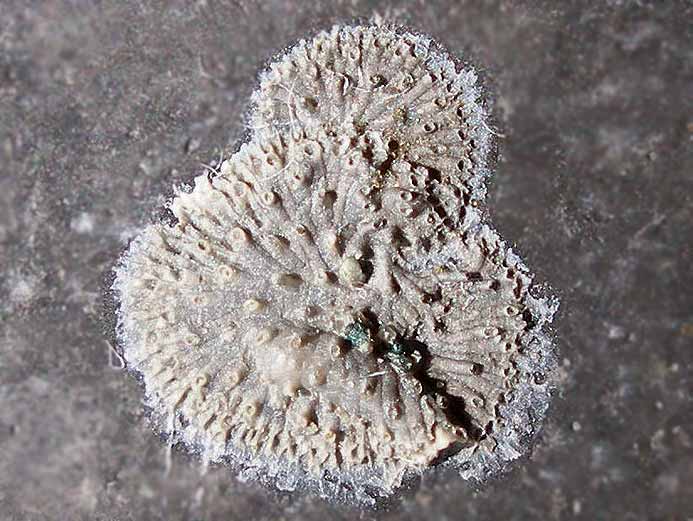 Bryozoaire fossile jurassique Boulonnais