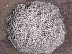 Bryozoaires fossiles Heteropora du jurassique Boulonnais