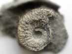 Amoeboceras beaugrandi Fossiles d'Ammonites du jurassique Boulonnais