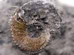 Amoeboceras beaugrandi Fossiles d'Ammonites du jurassique Boulonnais