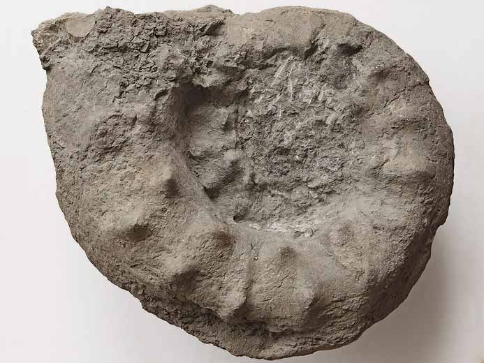 Aspidoceras - ammonites fossiles jurassique Boulonnais