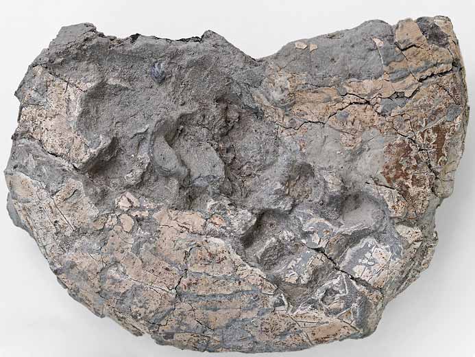 Aspidoceras mordue - ammonites fossiles jurassique Boulonnais
