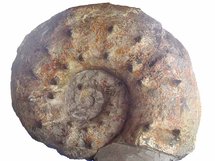 Aspidoceras - ammonites fossiles jurassique Boulonnais, © P.TITREN