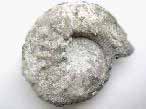 Fossile d'Ammonite Aspidoceras du jurassique Boulonnais
